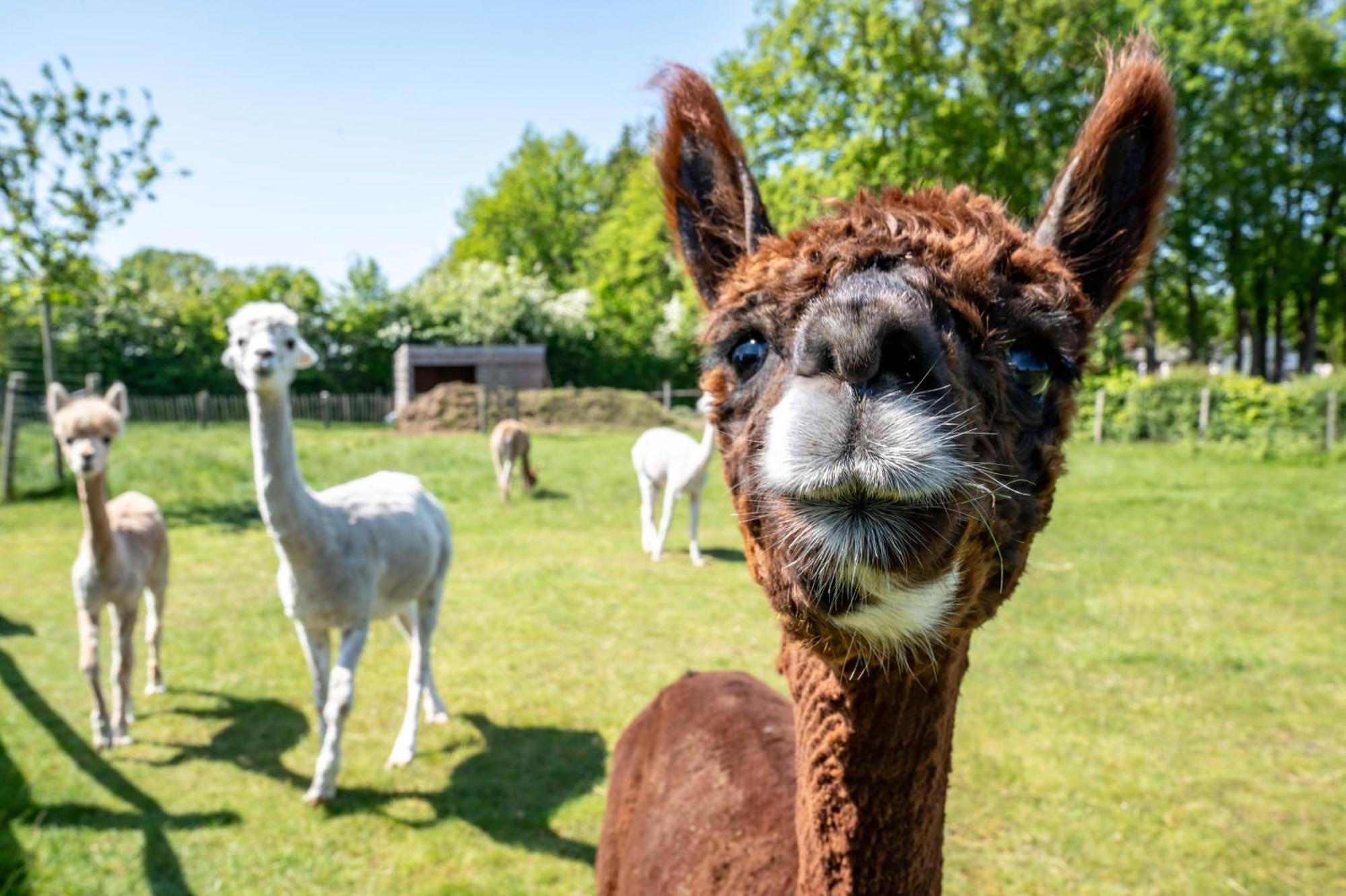 Hoeve Den Akker - Luxueuze Vakantiewoningen Met Privetuinen En Alpaca'S Nabij Brugge, Damme, Knokke, Sluis En Cadzand ภายนอก รูปภาพ